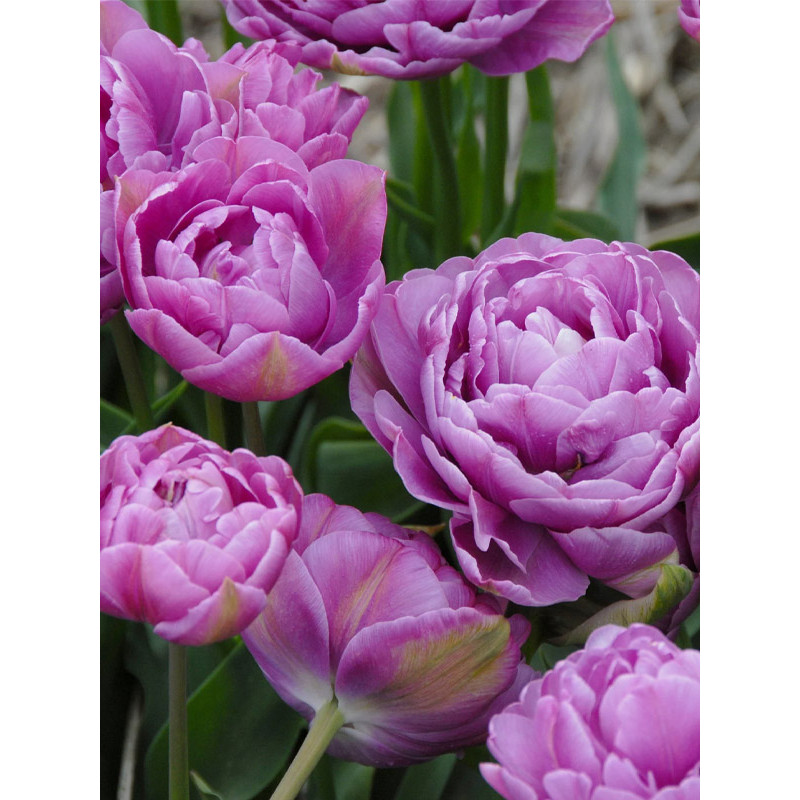 Тюльпан махровий-багатоквітковий Lilac Perfection 10/11