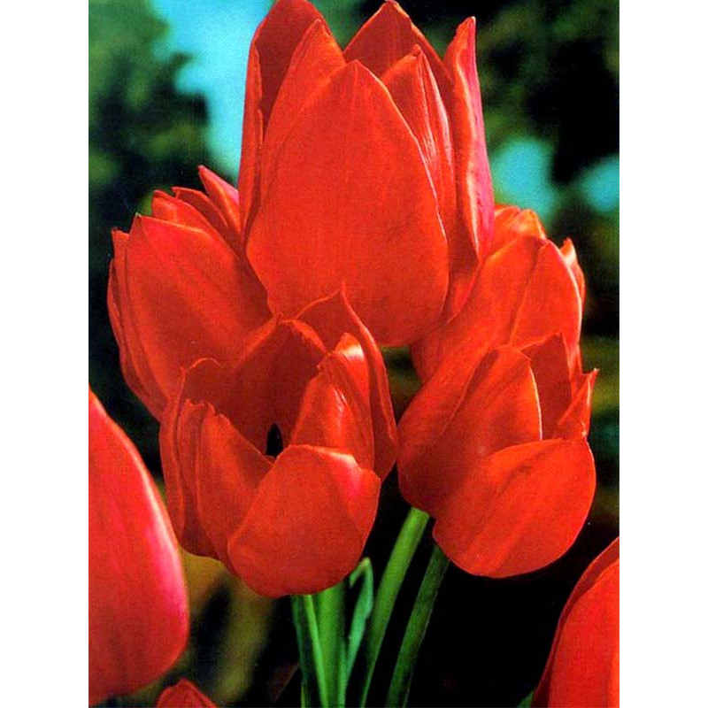Тюльпан Orange Bouquet мультифлора