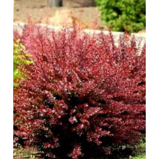 Барбарис Тунберга Atropurpurea nana (С3 20-30 см)