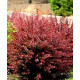 Барбарис Тунберга Atropurpurea nana (С3 20-30 см)