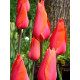 Тюльпан Temple's Favourite Гігантський