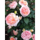 Троянда англійська Августа Луїза (Augusta Luise)