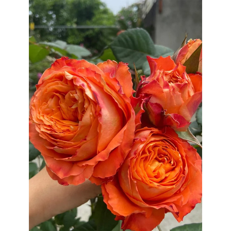 Троянда чайно-гібридна Оранж Романтика (Orange Romantica)