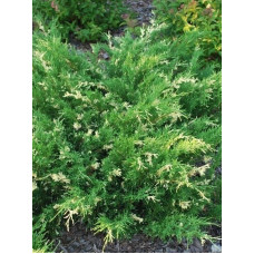 Можжевельник горизонтальный Вариегата (Variegata) С3
