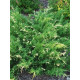 Можжевельник горизонтальный Вариегата (Variegata) С3