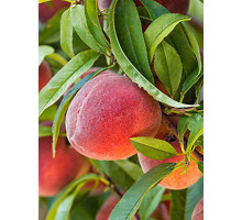 Персик Редхевен середній