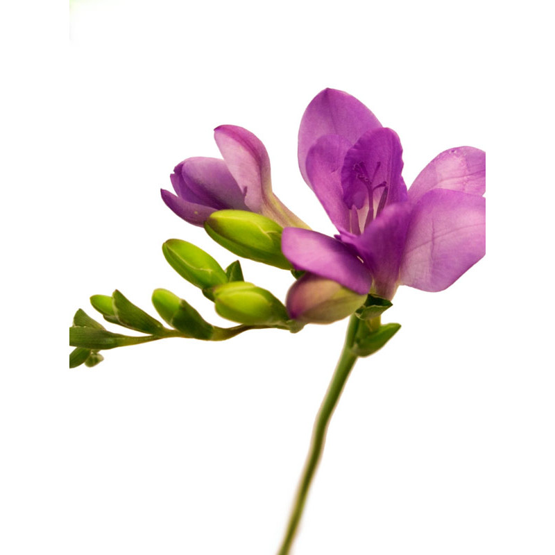 Фрезія Violet повна 5+