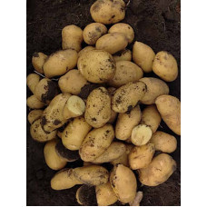 Семенной картофель Раноми 1 репродукция фракция 35-55 1 кг