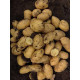 Семенной картофель Раноми 1 репродукция фракция 35-55 1 кг