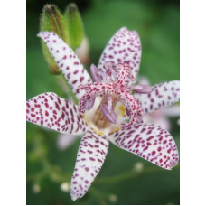 Трициртіс White Spotted (Вайт Споттед)