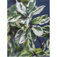 Дерен білий Sibirica Variegata С3