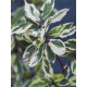 Дерен білий Sibirica Variegata С3
