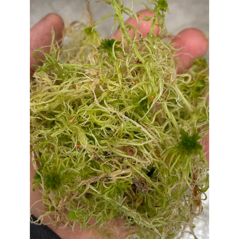 Мох сфагнум живий ORCHIMOSS 1 л