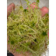 Мох сфагнум живий ORCHIMOSS 1 л
