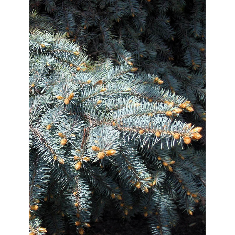 Ялина блакитна колюча Маджестік Блю (Majestic Blue) С10