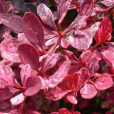 Барбарис Тунберга Rose Glow (С3 40-50 см)