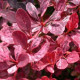 Барбарис Тунберга Rose Glow (С3 40-50 см)