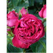 Роза английская парковая Ред Эден Роуз (Red Eden Rose) С4
