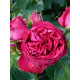 Роза английская парковая Ред Эден Роуз (Red Eden Rose) С4