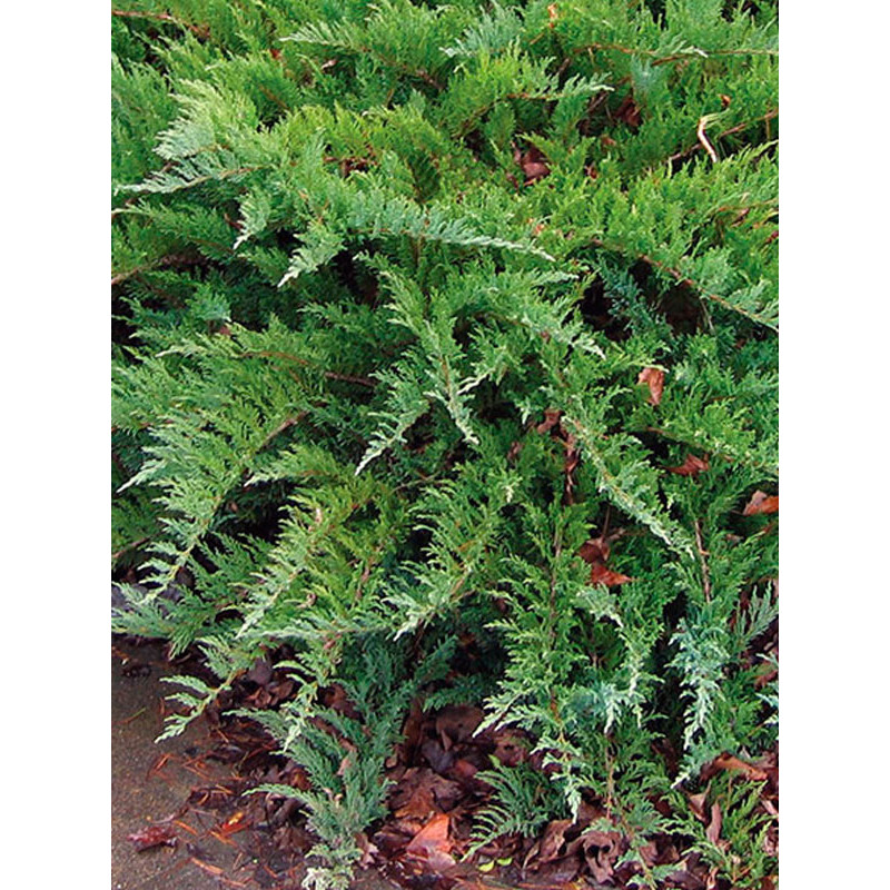 Можжевельник казацкий Тамарисцифолия (Tamariscifolia) С3