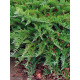Можжевельник казацкий Тамарисцифолия (Tamariscifolia) С3