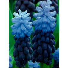 Мускарі Latifolium