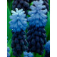 Мускарі Latifolium
