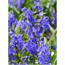 Гіацінтоідес синій Blue