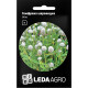Насіння Гомфрена куляста біла 0,1 г LedaAgro
