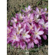 Колхікум (Пізньоцвіт) Cilicicum purpureum (1 шт)