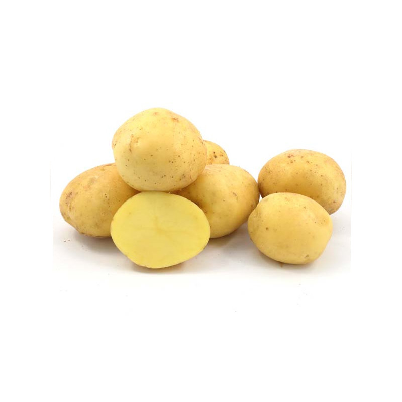 Насіннєва картопля Коннект 1 репродукція, середньостигла, 1 кг