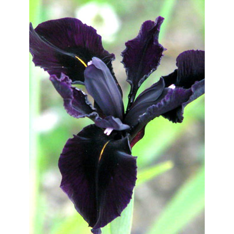 Ірис Black Form