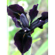Ірис Black Form