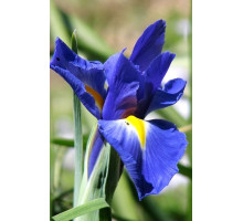 Ірис Blue Magic