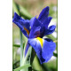 Ірис Blue Magic