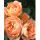 Роза почвопокровная Свит Дрим (Sweet Dream)