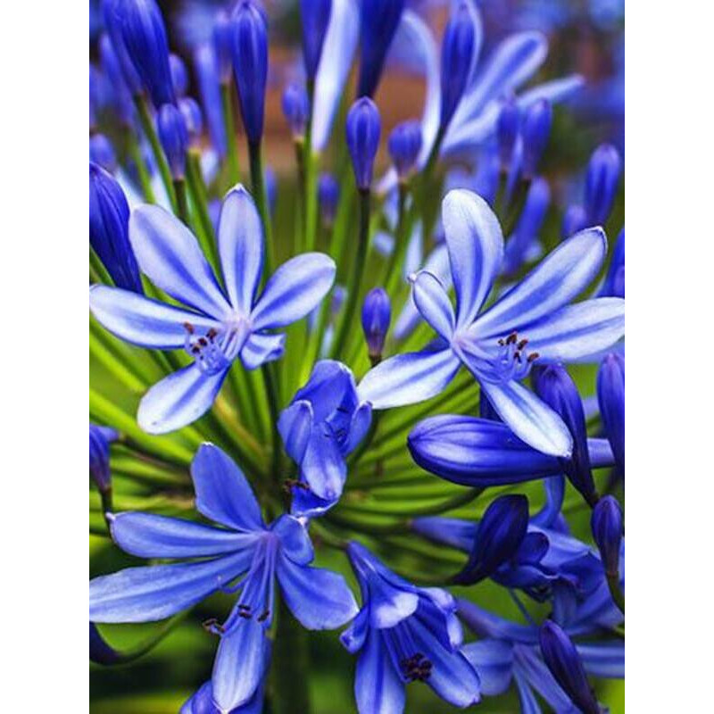 Агапантус Blue (1 шт)