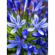 Агапантус Blue (1 шт)