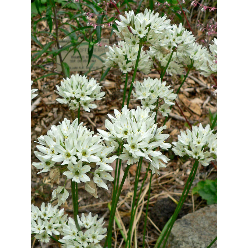 Трителея Hyacinthina 5/6