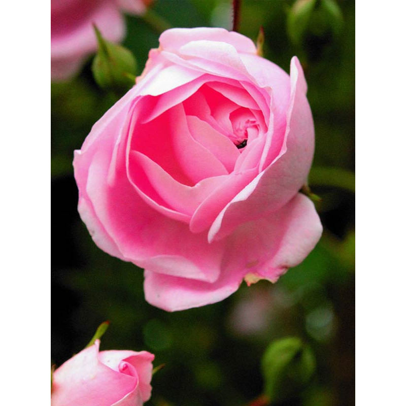 Троянда Pink Perfection Кордес