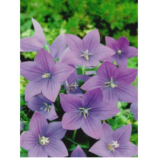 Платикодон Fuji Blue Широкодзвіночок (1 шт)