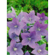 Платикодон Fuji Blue Широкодзвіночок (1 шт)