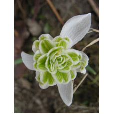 Пролісок Flore Pleno (3 шт)