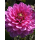 Георгина  Melody Fanfare