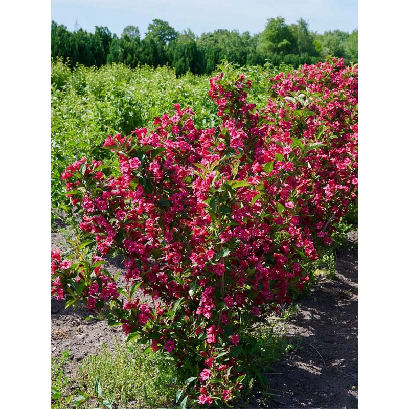 Вейгела гібридна Ньюпорт Ред (Newport Red) С2