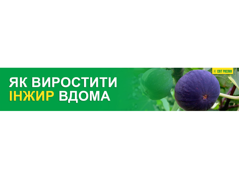 Як виростити інжир вдома