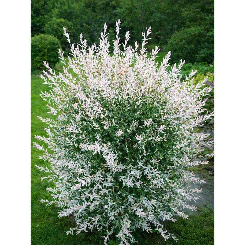 Верба цільнолиста Хакуро Нішикі (Hakuro-nishiki) С2
