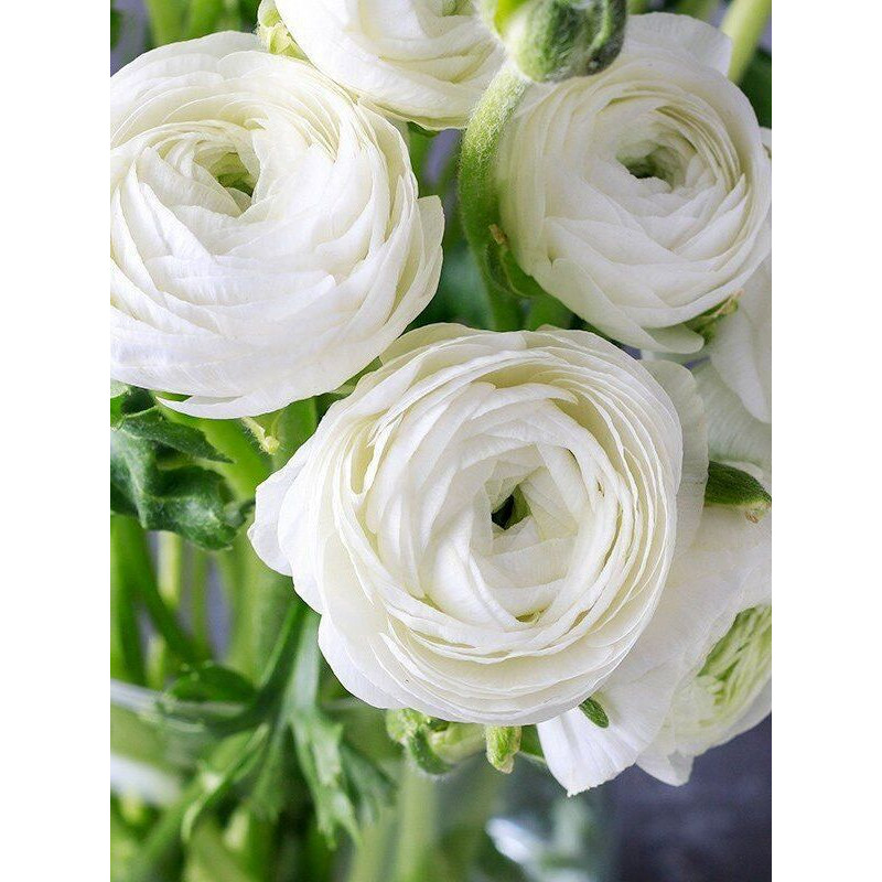 Лютик (ранункулюс) White 6/7