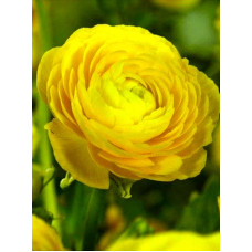 Лютик Yellow 6/7 (5 шт)