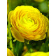Лютик Yellow 6/7 (5 шт)